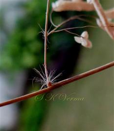  Panicle branch bearded at base